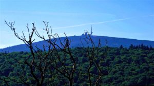 Blick von der Baumschwebebahn Harz zum Brocken