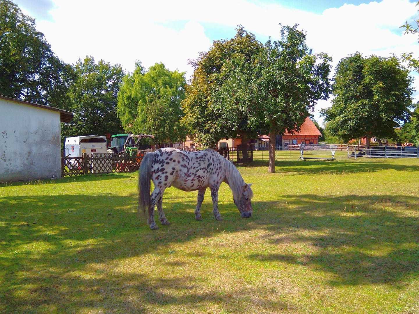 Pferd in Hahndorf