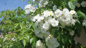 Rosentraum