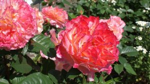 Rosentraum