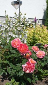 Rosentraum