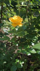 Rosentraum