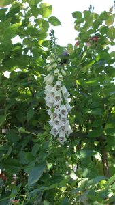 Rosentraum