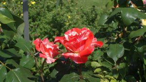 Rosentraum