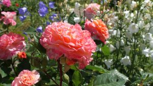 Rosentraum