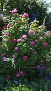 Rosentraum