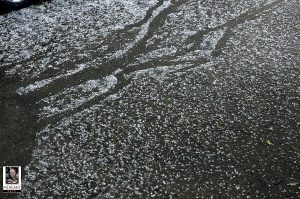 Hagel