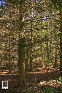 Heimberg