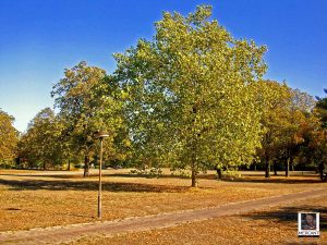 Rosarium