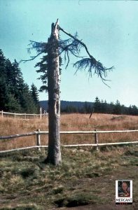 Dreieckiger Pfahl