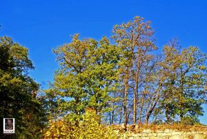 Natur