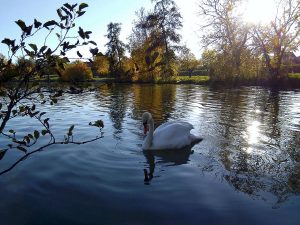 Schwan
