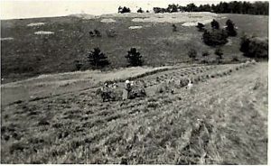 Harlingerode