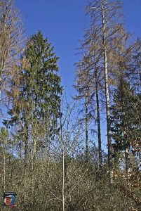 Sudmerberg