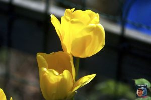 Blütenpracht