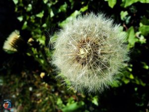 Pusteblume
