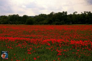 Blumenmeer