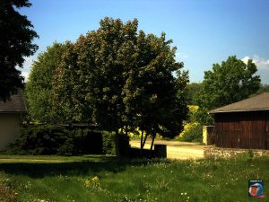 Grauhof