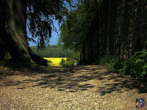 Grauhof