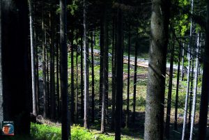 Jungfernklippe