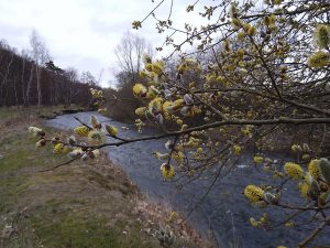Vienenburg