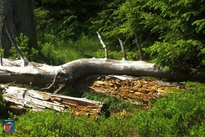 Oderteich