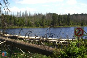 Oderteich