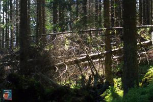 Oderteich