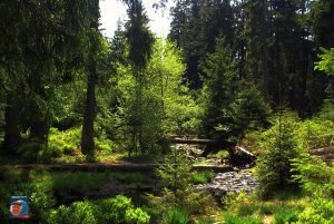Oderteich