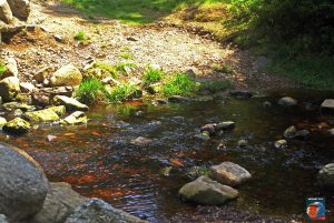 Oderteich