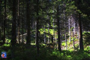 Oderteich