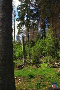 Oderteich