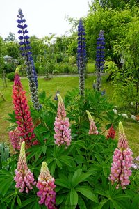 Gartenfreude