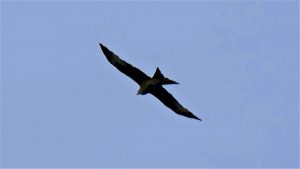 Raubvogel