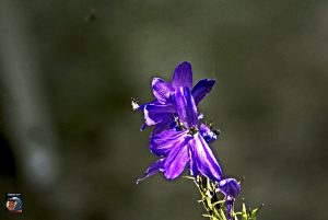 Blütenträume