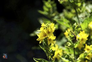 Blütenträume