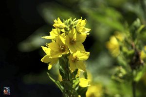 Blütenträume