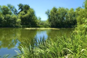 Froschteich