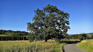 Eiche