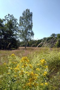 Okerwiese
