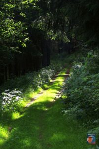 Scharfenstein
