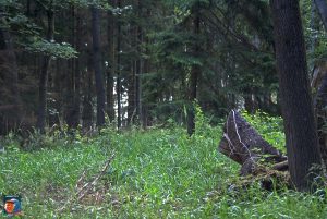 Scharfenstein