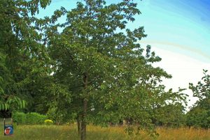 Natur