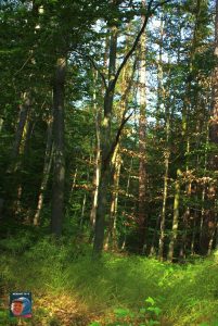 Natur