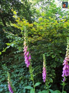 Natur