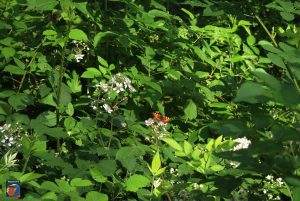 Natur