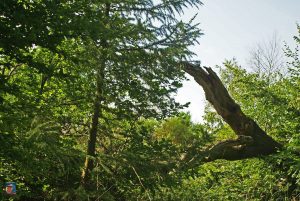 Natur
