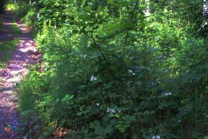 Natur