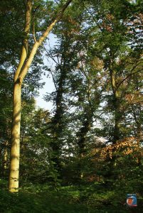 Natur