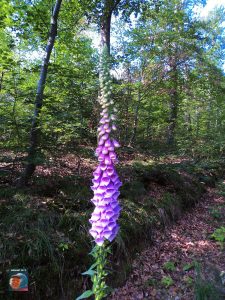 Natur